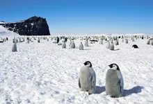 snow penguins 1999x1333 wallpaper Art HD Wallpaper